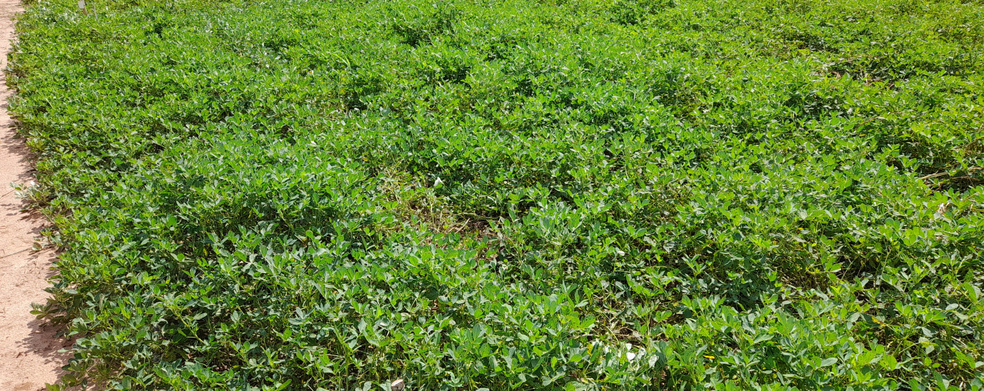 Projeto de pesquisa sobre o uso de herbicidas para o manejo de plantas daninhas na cultura do amendoim